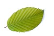 Hainbuchenblatt (freigestellt)
