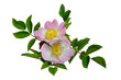 Blüte der Hagebutte (Hundsrose)