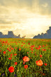 field with poppies