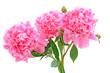 Bouquet of pink peonies