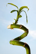 bamboo stick