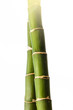 bamboo stick