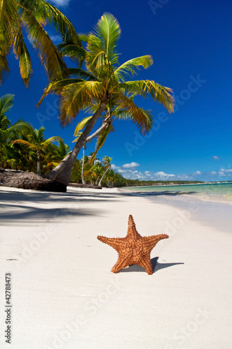 Photo: Starfish on caribbean sea beach with palms Starfish on caribbean sea beach with palms