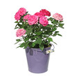 rosier en pot