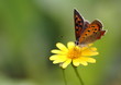 ダールベルグデージーの紅小灰蝶Lycaena phlaeas