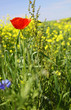 rape field