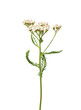 Schafgarbe (Achillea millefolium)