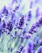 Foto: Lavender Lavender
