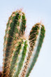 Cactus plant