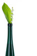 Frühlingsblumen
