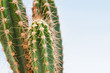 Cactus plant