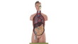 Video: Female human body anatomical model Female human body anatomical model
