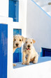 Hunde