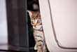 Babytiger