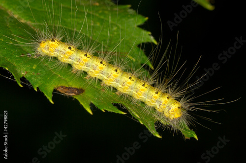 free pics hairy