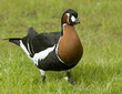 Red-breasted goose