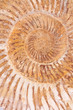 Closeup of an ammonite prehistoric fossil