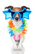 gay dog