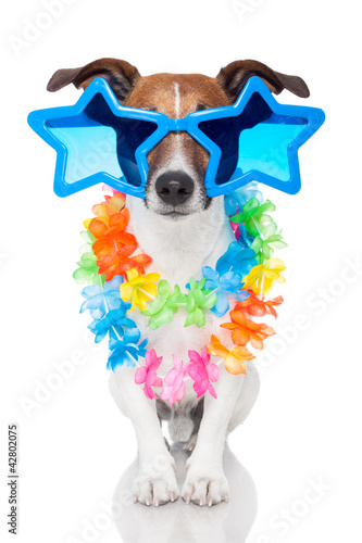 Photo: gay dog gay dog