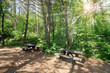 bench on the wood - panchine nel bosco