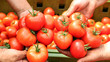 Photo: Tomato Harvest Tomato Harvest
