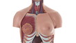 Video: Female human body anatomical model Female human body anatomical model