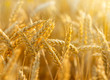 wheat