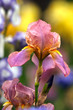 Photo: Bearded iris flower Bearded iris flower