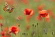Photo: poppies and butterfly poppies and butterfly