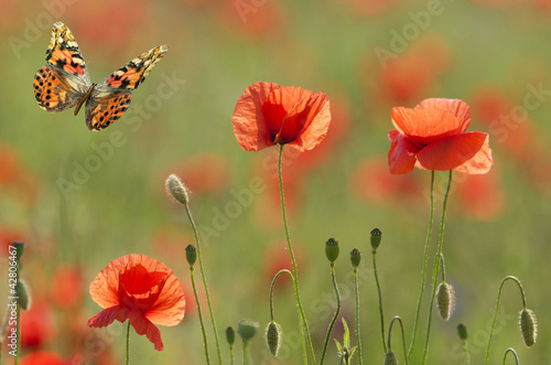 Photo: poppies and butterfly poppies and butterfly