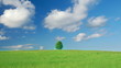 Lonely tree on a meadow against sky with clouds