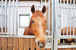 A portrait of brown horse in barn