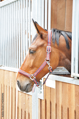 Photo: A portrait of brown horse in barn A portrait of brown horse in barn