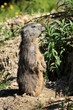 Foto: La marmotte La marmotte