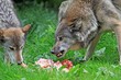 Foto: Le loup gris Le loup gris