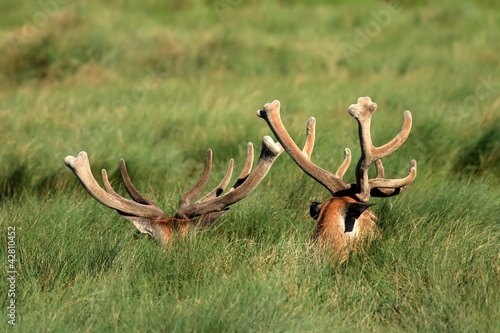 Foto: Les cerfs Les cerfs