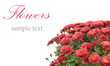 chrysanthemum