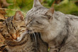 the family cat