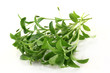 Stevia