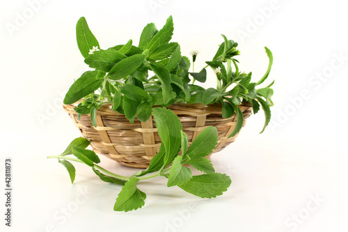 Photo: Stevia Stevia