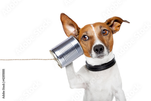 Foto: dog on the phone dog on the phone