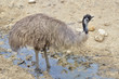 Emu (Dromaius novaehollandiae) in the puddle