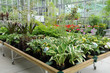 a plant nursery in Brittany