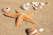 Foto: Seestern und Muscheln am Strand Seestern und Muscheln am Strand
