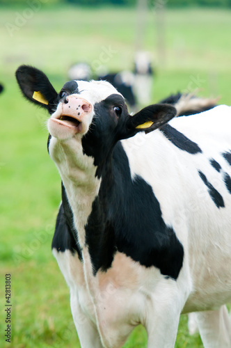 Photo: cow on the pasture cow on the pasture