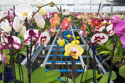 Photo: Group of colorful orchidaceae in greenhouse Group of colorful orchidaceae in greenhouse