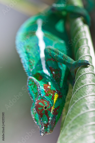 Photo: caméléon caméléon