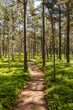Weg in Kiefernwald