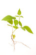 Raspberry bush