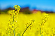 Gelbes Rapsfeld im Frühling